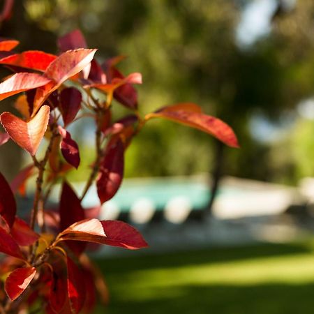 Olivia Estate Villa With Private Swimming Pool エリア エクステリア 写真