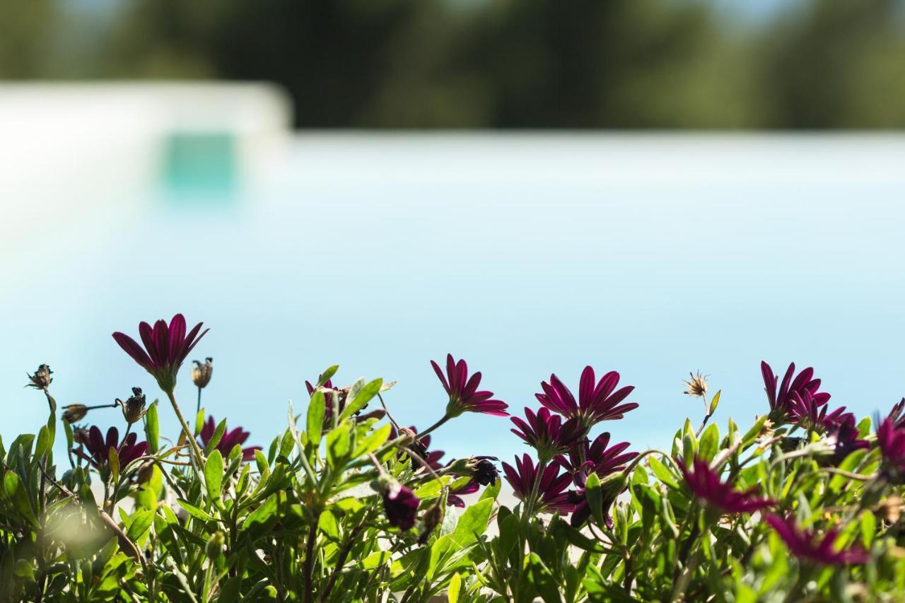 Olivia Estate Villa With Private Swimming Pool エリア エクステリア 写真